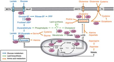 Glioblastoma Stem-Like Cells, Metabolic Strategy to Kill a Challenging Target